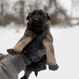 Sansa - Fawn female Belgian Malinois puppy in Baltimore, Maryland from Abenteurer German Shepherds & Belgian Malinois