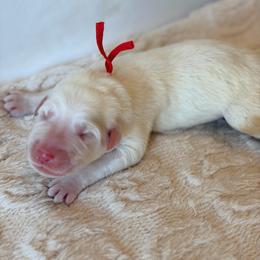 Harvest - Red Collar - White male Great Pyrenees puppy in San Marcos, California from Faith Family Freedom Farm