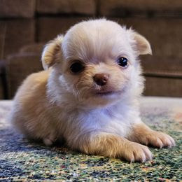 Girl 2 - Cream and white female Chihuahua puppy in Brownsville, Texas from Inuzuka Chis