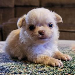Girl 2 - Cream and white female Chihuahua puppy in Brownsville, Texas from Inuzuka Chis