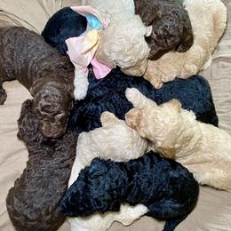 Poodle Puppies from Designer Poodles