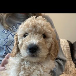 Goldendoodle Puppies from Sheffield Doodles