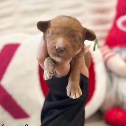 Angel - Red male Australian Labradoodle puppy in Palmdale, California from Doodles_Ko