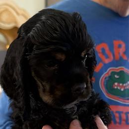 Indy - Black female Cocker Spaniel puppy in Ocala Fl, Florida from Encore Cockers