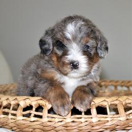Boone - Blue merle male Bernedoodle puppy in Apple Creek, Ohio from Cuddle Paws