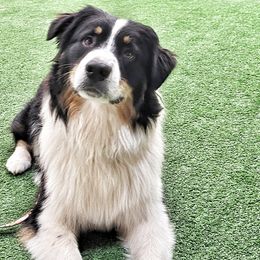 Kaleo - Australian Shepherd