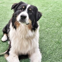 Kaleo - Australian Shepherd