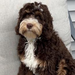 Milo - Australian Labradoodle