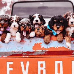Bernedoodles from Fife and Wife Ranch LLC