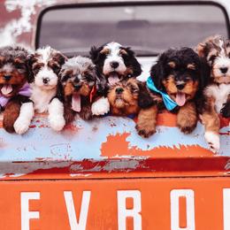 Bernedoodles from Fife and Wife Ranch LLC