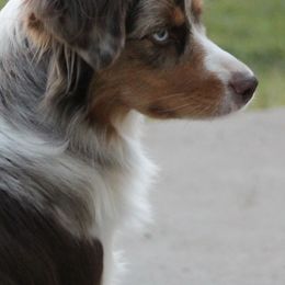 Miniature American Shepherds from Karen Rohde