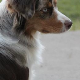 Miniature American Shepherds from Karen Rohde