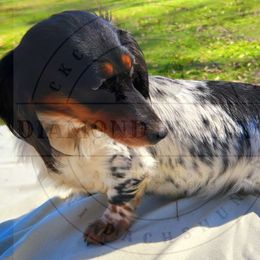 Bindi - Dachshund