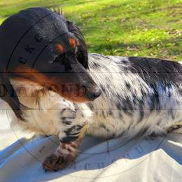 Bindi - Dachshund