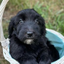 Goldendoodles from Perridoodles