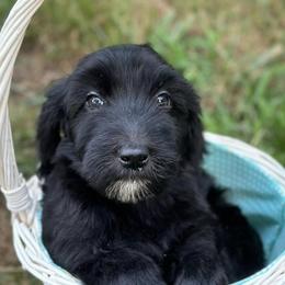 Goldendoodles from Perridoodles