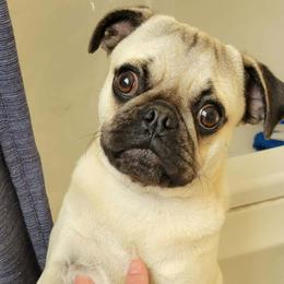 Boy 1 - male Pug puppy in Blountsville, Alabama from Rock Springs Pugs