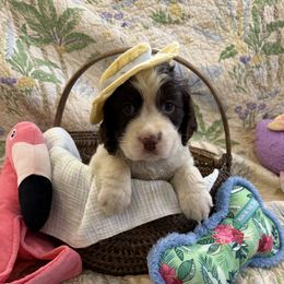 Jim - Liver and white male English Springer Spaniel puppy in Cookeville, Tennessee from AVE Springer Spaniels