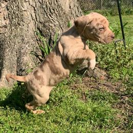 Male 4 - Red merle male Catahoula Leopard Dog puppy in Gadsden, Alabama from Rich Cat’s