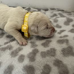 Girl 1 - Fawn female Cane Corso puppy in Gwinnett County, Georgia from Better Than You Cane Corso’s