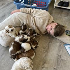 Aussiedoodle, Goldendoodle, Poodle, Saint Berdoodle, Saint Bernard, and Sheepadoodle Puppies from Rocky Ridge Ranch