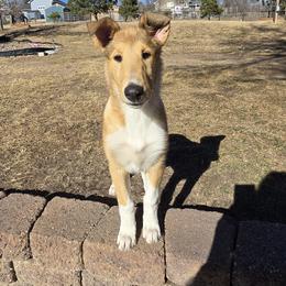 Regan - Sable and white female Collie puppy in Colorado Springs, Colorado from Briar Oaks