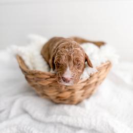 Gabriel - Red  male Goldendoodle puppy in Greencastle, Indiana from Willow & Co.