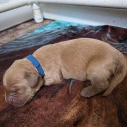 Boy 1 - Golden male Golden Retriever puppy in Lawtey, Florida from Rise and Shine Goldens