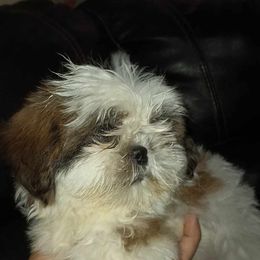 Boy 3 - Shih Tzu puppy in Birmingham, Alabama from K&D kennels