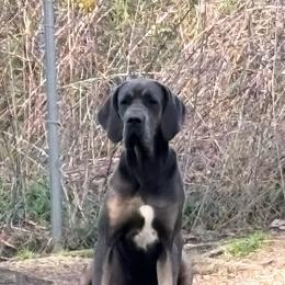 Tonka - Great Dane