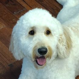 Maggie - Goldendoodle