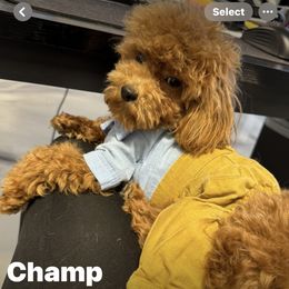 Poodle Puppies from Darlynda May