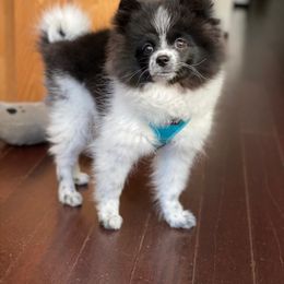 Pomeranian Puppies from Tuft of Poms