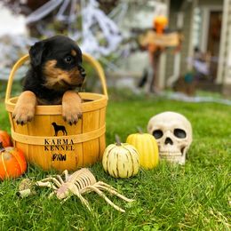 Rottweiler Puppies from KarmaKennelPNW