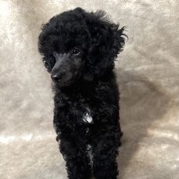 Girl 1 - Black female Poodle puppy in Amarillo, Texas from Amarillo Toy Poodles