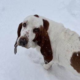 Goose - Basset Hound