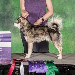 Jax - Alaskan Klee Kai