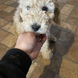 Goldendoodle Puppies from Wanda's Goldendoodles