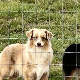 Miniature Australian Shepherds from Rivermede  Miniature American Shepherds