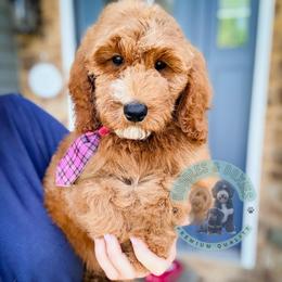 Cosmo - Red  male Goldendoodle puppy in Marion, Ohio from Doodles & Doxies