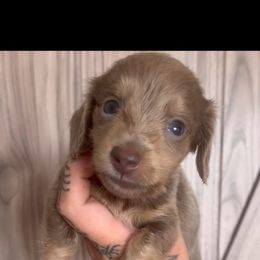 Isabella Boy - Fawn (isabella) and cream male Dachshund puppy in Menifee, California from The Weenie Hut Doxies