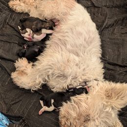 Miniature Schnauzer Puppies from Mississippi Mini Schnauzers