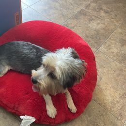 Yorkshire Terrier Puppies from Joy Riley's Yorkies