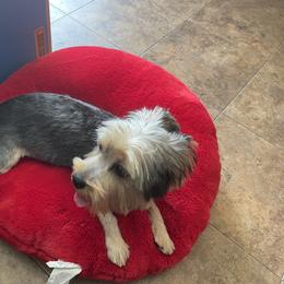 Yorkshire Terrier Puppies from Joy Riley's Yorkies