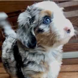 Tiffany - Blue merle female Bernedoodle puppy in Royse City, Texas from Platinum Bernedoodles of Texas