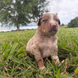 Sweet Girl 2-Red Merle - Red merle female Australian Shepherd puppy in Mayfield, Kentucky from Hamilton Farms
