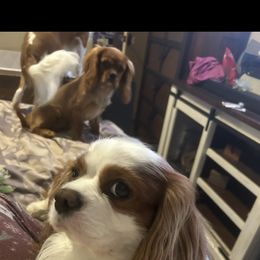Cavalier King Charles Spaniel Puppies from AKC Cavalier King Charles spaniel Brenda’s puppies