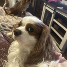 Cavalier King Charles Spaniel Puppies from AKC Cavalier King Charles spaniel Brenda’s puppies