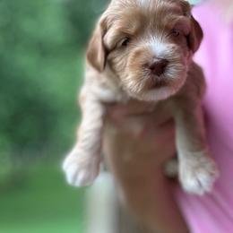 Petunia - Caramel female Australian Labradoodle puppy in Dawson, Georgia from Still Pond Australian Labradoodles