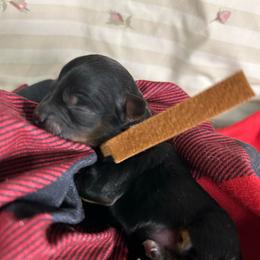 Buddy -Brown - Black and gold male Yorkipoo puppy in Clover, South Carolina from Cudi’s Buddies